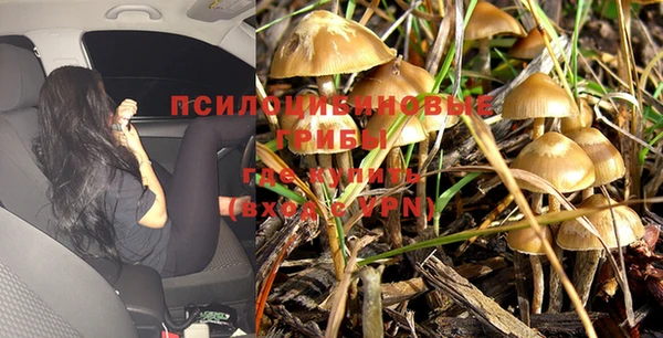крисы Алзамай